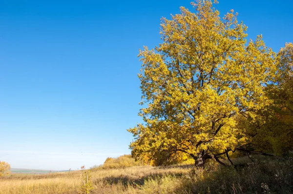 Sonbahar manzara, ağaç meşe akçaağaç sonbahar renkleri, eski çim boyanmıştı. Güzel renkli sonbahar yaprakları yeşil, sarı, turuncu, kırmızı topluluğu