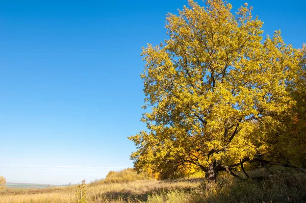 Sonbahar manzara, ağaç meşe akçaağaç sonbahar renkleri, eski çim boyanmıştı. Güzel renkli sonbahar yaprakları yeşil, sarı, turuncu, kırmızı topluluğu