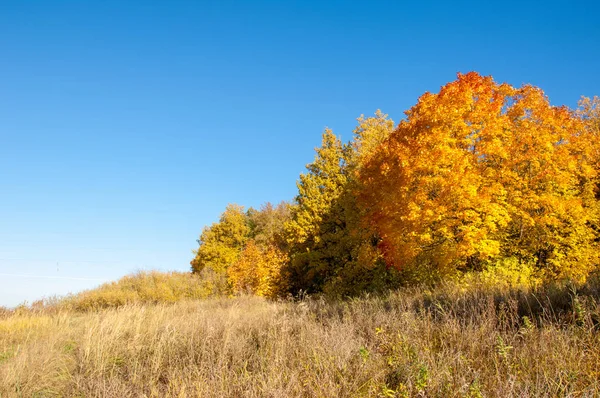 Sonbahar manzara, ağaç meşe akçaağaç sonbahar renkleri, eski çim boyanmıştı. Güzel renkli sonbahar yaprakları yeşil, sarı, turuncu, kırmızı topluluğu
