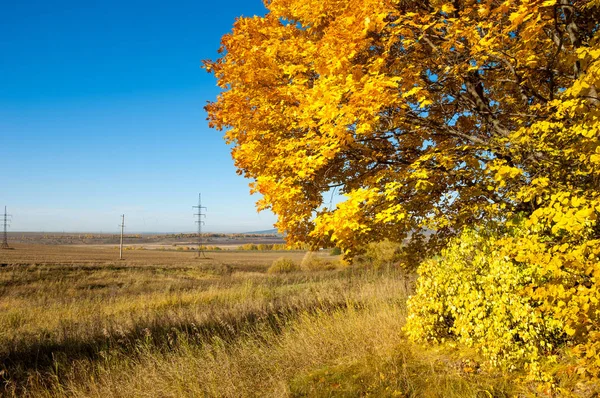 Sonbahar manzara, ağaç meşe akçaağaç sonbahar renkleri, eski çim boyanmıştı. Güzel renkli sonbahar yaprakları yeşil, sarı, turuncu, kırmızı topluluğu