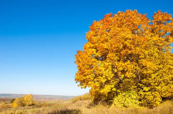 Sonbahar manzara, ağaç meşe akçaağaç sonbahar renkleri, eski çim boyanmıştı. Güzel renkli sonbahar yaprakları yeşil, sarı, turuncu, kırmızı topluluğu