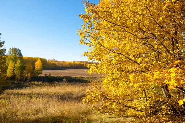 Sonbahar manzara, ağaç meşe akçaağaç sonbahar renkleri, eski çim boyanmıştı. Güzel renkli sonbahar yaprakları yeşil, sarı, turuncu, kırmızı topluluğu