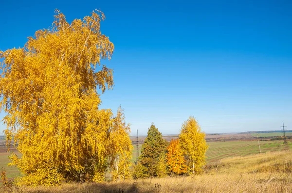 Sonbahar manzara, ağaç meşe akçaağaç sonbahar renkleri, eski çim boyanmıştı. Güzel renkli sonbahar yaprakları yeşil, sarı, turuncu, kırmızı topluluğu