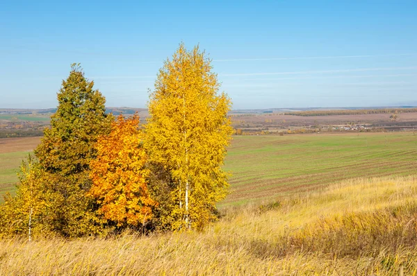Sonbahar manzara, ağaç meşe akçaağaç sonbahar renkleri, eski çim boyanmıştı. Güzel renkli sonbahar yaprakları yeşil, sarı, turuncu, kırmızı topluluğu