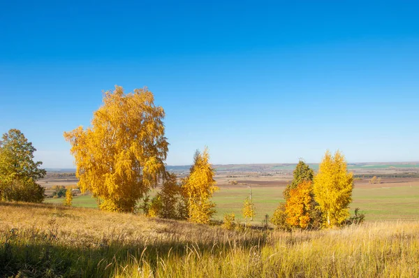 Sonbahar manzara, ağaç meşe akçaağaç sonbahar renkleri, eski çim boyanmıştı. Güzel renkli sonbahar yaprakları yeşil, sarı, turuncu, kırmızı topluluğu