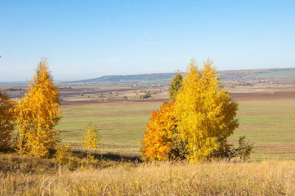 Paisaje Otoñal Abedules Roble Arce Fueron Pintados Colores Otoñales Hierba — Foto de Stock