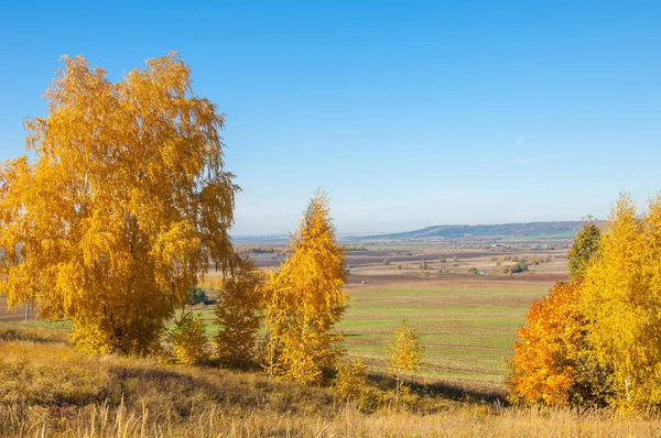 Sonbahar manzara, ağaç meşe akçaağaç sonbahar renkleri, eski çim boyanmıştı. Güzel renkli sonbahar yaprakları yeşil, sarı, turuncu, kırmızı topluluğu