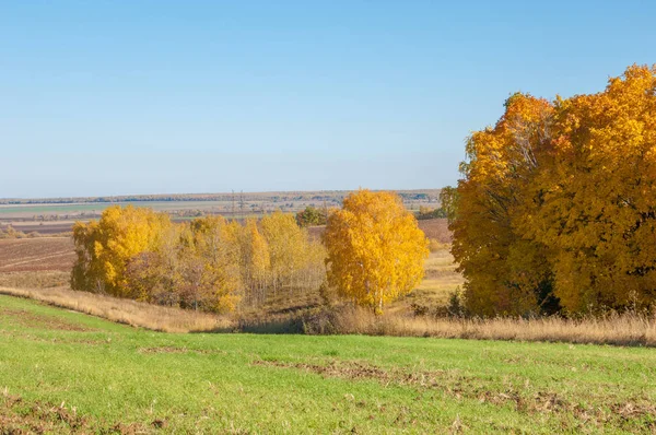 Sonbahar manzara, ağaç meşe akçaağaç sonbahar renkleri, eski çim boyanmıştı. Güzel renkli sonbahar yaprakları yeşil, sarı, turuncu, kırmızı topluluğu