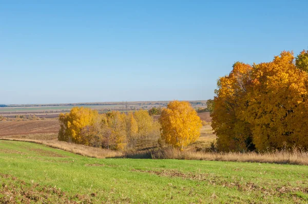 Sonbahar manzara, ağaç meşe akçaağaç sonbahar renkleri, eski çim boyanmıştı. Güzel renkli sonbahar yaprakları yeşil, sarı, turuncu, kırmızı topluluğu