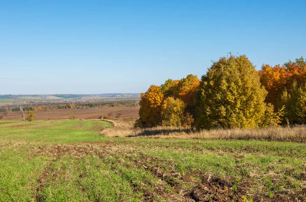 Sonbahar manzara, ağaç meşe akçaağaç sonbahar renkleri, eski çim boyanmıştı. Güzel renkli sonbahar yaprakları yeşil, sarı, turuncu, kırmızı topluluğu
