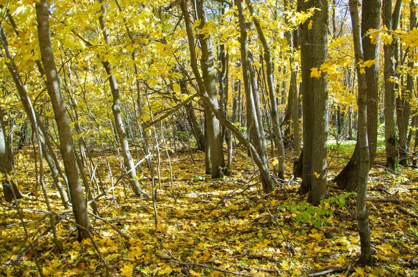 秋の風景です 秋の森 — ストック写真