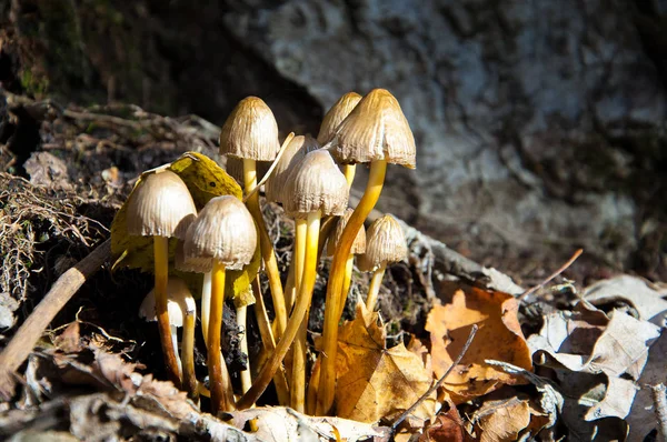 Sonbahar Manzara Mantar Agarics Ormandaki Tatlım — Stok fotoğraf