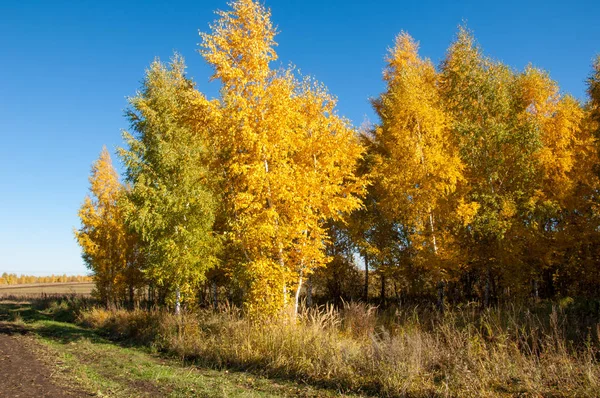 Herfst Landschap Veld Oogst Aarde Afwachting Van Siberische Vorst — Stockfoto