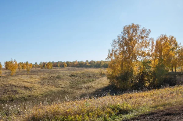 Sonbahar manzara, ağaç meşe akçaağaç sonbahar renkleri, eski çim boyanmıştı. Güzel renkli sonbahar yaprakları yeşil, sarı, turuncu, kırmızı topluluğu