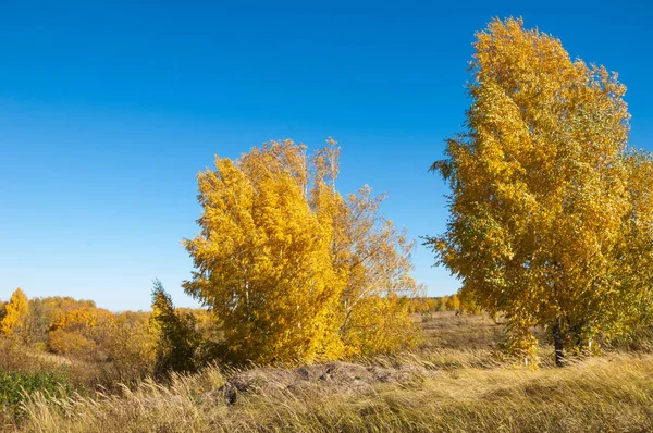 Sonbahar manzara, ağaç meşe akçaağaç sonbahar renkleri, eski çim boyanmıştı. Güzel renkli sonbahar yaprakları yeşil, sarı, turuncu, kırmızı topluluğu