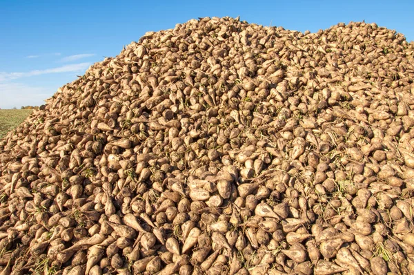 Sonbahar sahneleri. Hasat şeker pancarı. Şeker fabrikası için ulaşım için acıyor katlanmış. pancar şekeri ayıkladığınız çeşitli. Bir önemli alternatif şeker kamışı kaynağına sağlar,