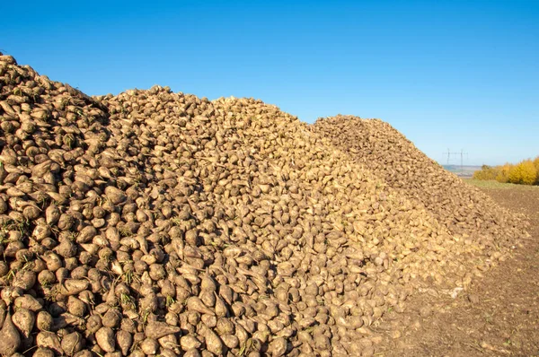 Sonbahar sahneleri. Hasat şeker pancarı. Şeker fabrikası için ulaşım için acıyor katlanmış. pancar şekeri ayıkladığınız çeşitli. Bir önemli alternatif şeker kamışı kaynağına sağlar,