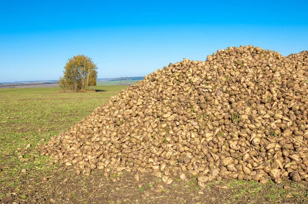 Sonbahar sahneleri. Hasat şeker pancarı. Şeker fabrikası için ulaşım için acıyor katlanmış. pancar şekeri ayıkladığınız çeşitli. Bir önemli alternatif şeker kamışı kaynağına sağlar,