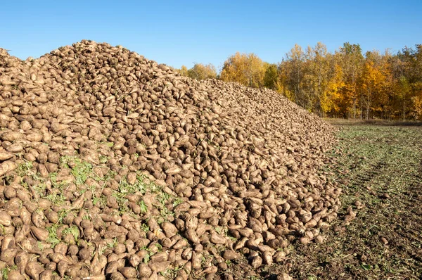 Sonbahar sahneleri. Hasat şeker pancarı. Şeker fabrikası için ulaşım için acıyor katlanmış. pancar şekeri ayıkladığınız çeşitli. Bir önemli alternatif şeker kamışı kaynağına sağlar,