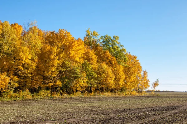 Sonbahar manzara alanından sonra hasat. Sibirya frosts beklentisiyle dünya mı