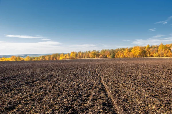 Sonbahar manzara. Alan bir sonbahar ağaç arka plan üzerinde sürme. renkli ağaçlar. kırmızı kahverengi renk sarı, altın. 
