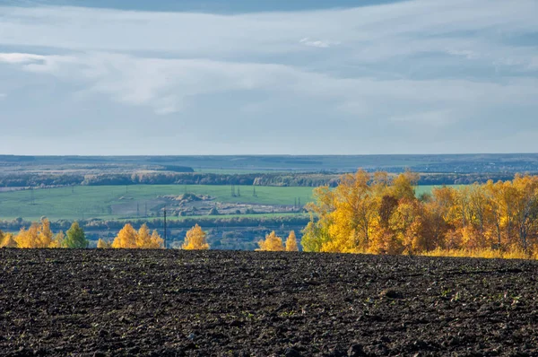 Sonbahar manzara. Alan bir sonbahar ağaç arka plan üzerinde sürme. renkli ağaçlar. kırmızı kahverengi renk sarı, altın. 