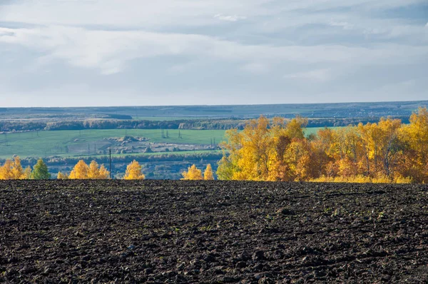 Sonbahar manzara. Alan bir sonbahar ağaç arka plan üzerinde sürme. renkli ağaçlar. kırmızı kahverengi renk sarı, altın. 