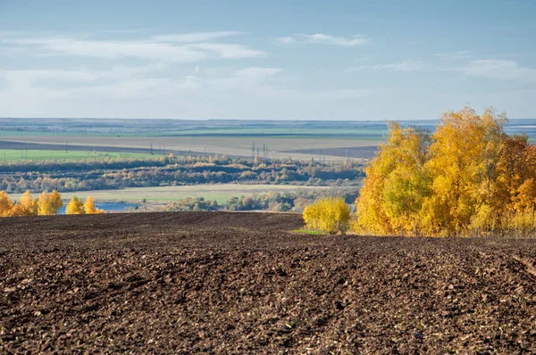 Sonbahar manzara. Alan bir sonbahar ağaç arka plan üzerinde sürme. renkli ağaçlar. kırmızı kahverengi renk sarı, altın. 