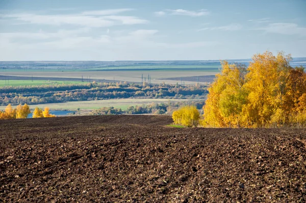 Sonbahar manzara. Alan bir sonbahar ağaç arka plan üzerinde sürme. renkli ağaçlar. kırmızı kahverengi renk sarı, altın. 
