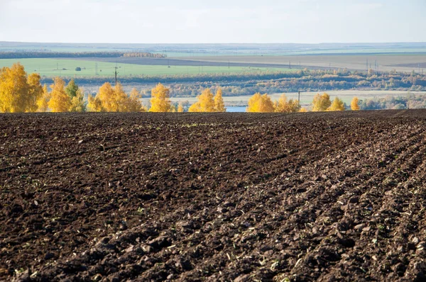Sonbahar manzara. Alan bir sonbahar ağaç arka plan üzerinde sürme. renkli ağaçlar. kırmızı kahverengi renk sarı, altın. 