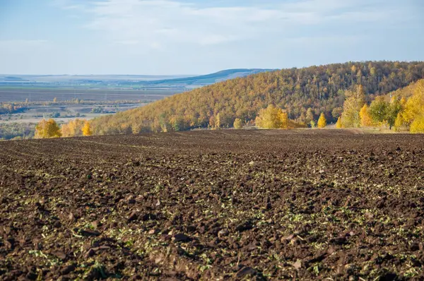 Sonbahar manzara. Alan bir sonbahar ağaç arka plan üzerinde sürme. renkli ağaçlar. kırmızı kahverengi renk sarı, altın. 
