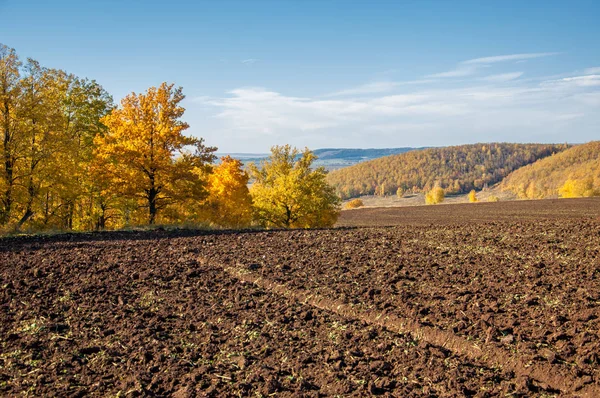 Sonbahar manzara. Alan bir sonbahar ağaç arka plan üzerinde sürme. renkli ağaçlar. kırmızı kahverengi renk sarı, altın. 