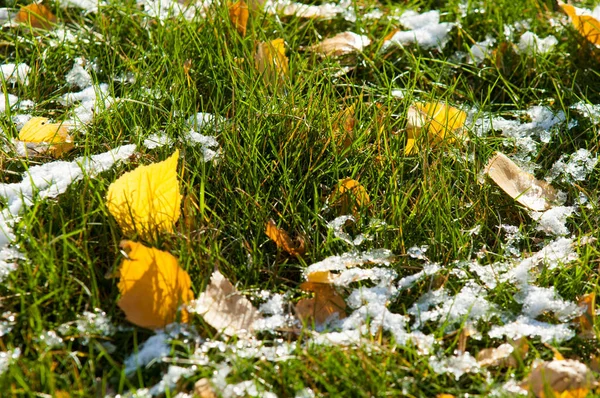 Parkta, ilk kar, kar yaprakları sonbaharda. Kuzey Afrika Sonbahar, kırmızı sarı yapraklar