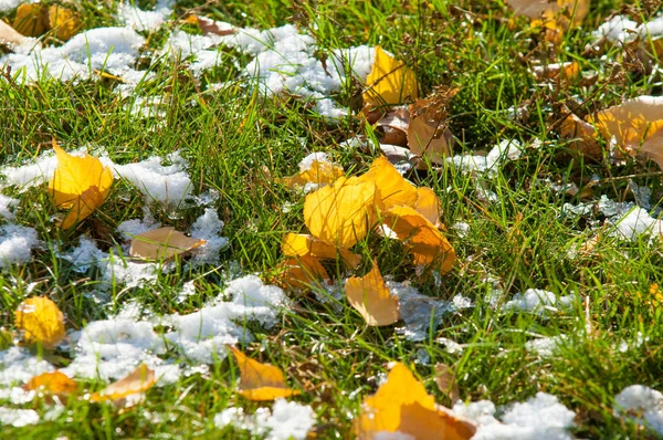 Parkta, ilk kar, kar yaprakları sonbaharda. Kuzey Afrika Sonbahar, kırmızı sarı yapraklar