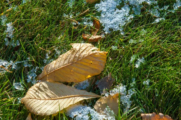 Parkta, ilk kar, kar yaprakları sonbaharda. Kuzey Afrika Sonbahar, kırmızı sarı yapraklar
