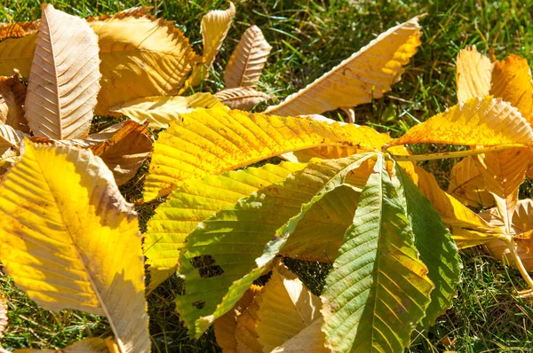 Parkta, ilk kar, kar yaprakları sonbaharda. Kuzey Afrika Sonbahar, kırmızı sarı yapraklar