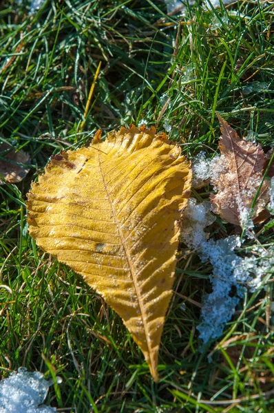 Parkta, ilk kar, kar yaprakları sonbaharda. Kuzey Afrika Sonbahar, kırmızı sarı yapraklar