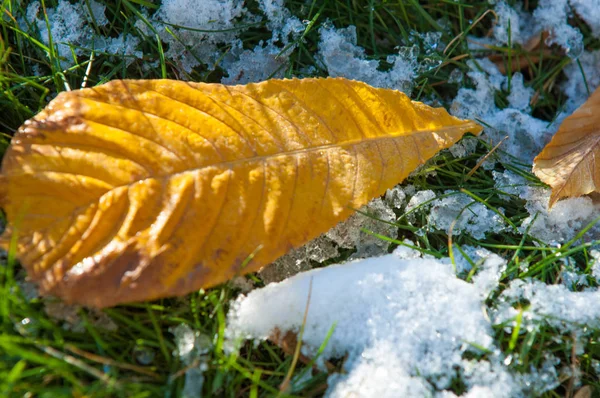 Outono Parque Primeira Neve Folhas Neve Folhas Amarelas Vermelhas Outono — Fotografia de Stock