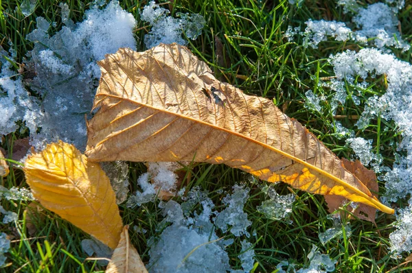 Parkta, ilk kar, kar yaprakları sonbaharda. Kuzey Afrika Sonbahar, kırmızı sarı yapraklar