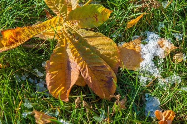 Parkta, ilk kar, kar yaprakları sonbaharda. Kuzey Afrika Sonbahar, kırmızı sarı yapraklar