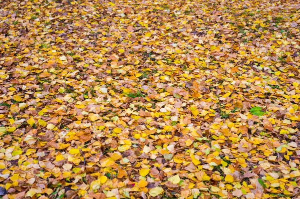 Doku, arka plan, desen. Sonbahar yaprakları yaprakları yere. Kırmızı sarı yakut