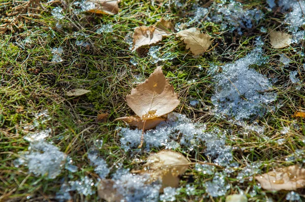 Parkta, ilk kar, kar yaprakları sonbaharda. Kuzey Afrika Sonbahar, kırmızı sarı yapraklar