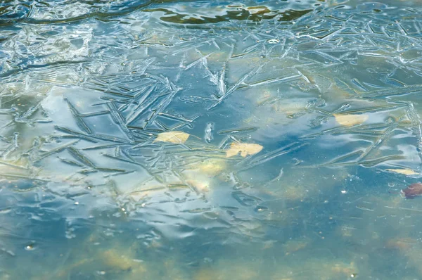 Осень Парке Лед Воде Бассейна Листья Замерзают Льду Желтые Листья — стоковое фото