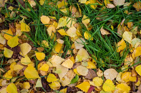 텍스처 패턴입니다 지상에 잎입니다 빨간색 노란색 — 스톡 사진