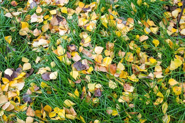 秋天的叶子在地上 红黄红宝石 — 图库照片