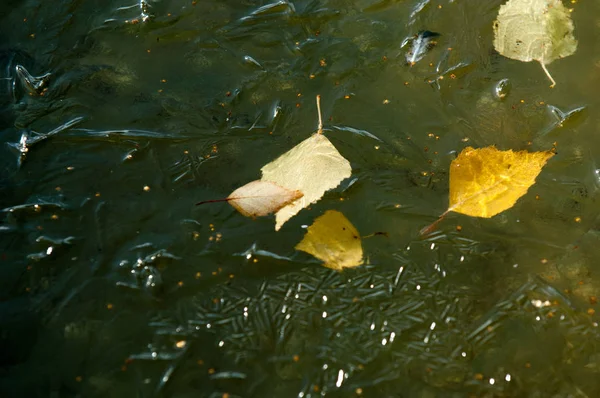 Outono Parque Gelo Água Bacia Folhas Congeladas Gelo Folhas Amarelas — Fotografia de Stock