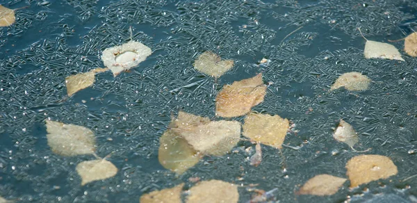 Hösten Parken Vattnet Handfatet Bladen Frusen Isen Gula Blad Hösten — Stockfoto