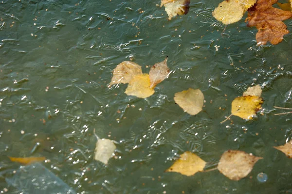 Parkta buz su havzası, buzun içinde donmuş yaprakları sonbaharda. Sonbaharın sarı yaprakları