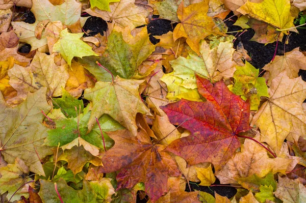 Tekstury Tła Wzór Jesiennych Liści Pozostawia Ziemi Czerwony Rubin Żółty — Zdjęcie stockowe