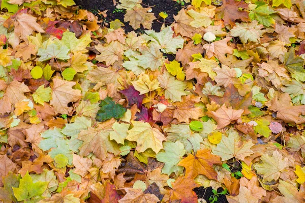 Υφή Φόντο Φαντασία Φθινοπωρινά Φύλλα Φύλλα Στο Έδαφος Κόκκινο Κίτρινο — Φωτογραφία Αρχείου